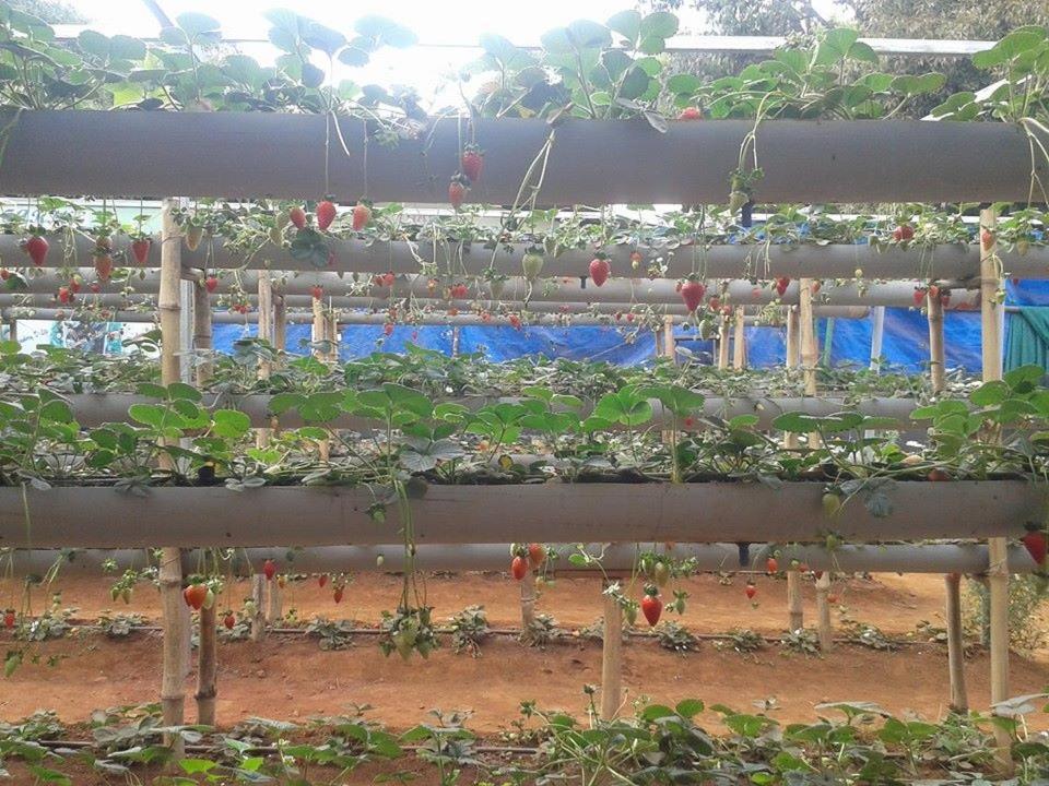 D-Lite Cottage Mahabaleshwar Bagian luar foto